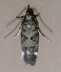 Chionodes formosella