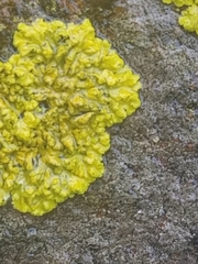 Xanthoria parietina