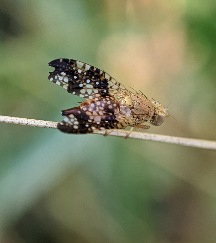 Scarce Knapweed Fly