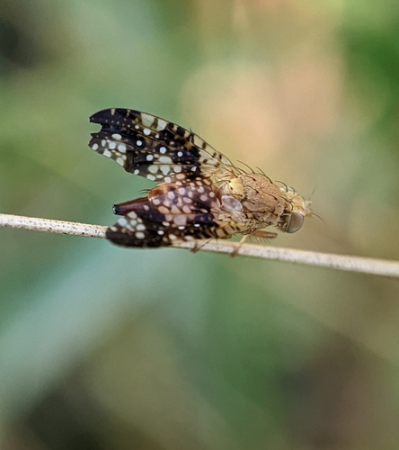 Scarce Knapweed Fly