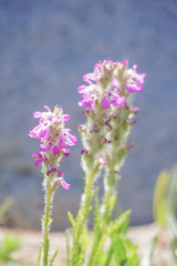 Pedicularis attollens
