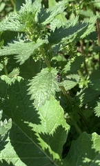 Allograpta hortensis