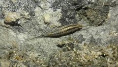 Machilinus