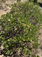 Ceanothus velutinus
