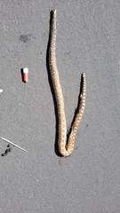 Pituophis catenifer sayi