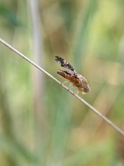 Acinia corniculata