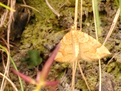 Eulithis populata
