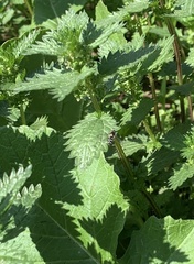 Allograpta hortensis