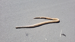 Pituophis catenifer sayi