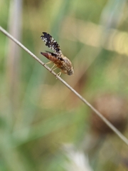 Acinia corniculata