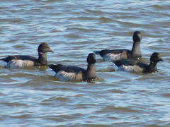 Branta bernicla