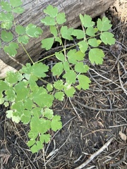 Thalictrum