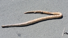Pituophis catenifer sayi