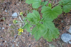 Geum macrophyllum