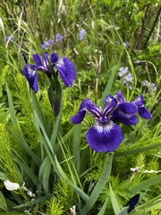 Iris setosa
