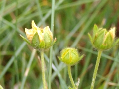 Potentilla grandiflora