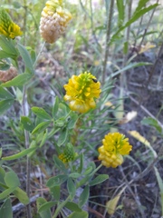 Trifolium aureum