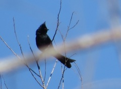 Phainopepla nitens