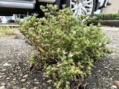 Polypremum procumbens