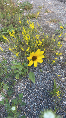Helianthus petiolaris
