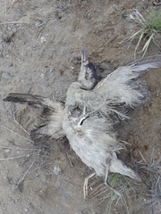 Procellariidae