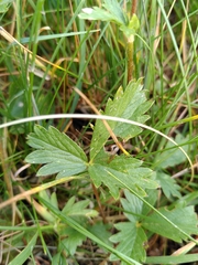 Potentilla grandiflora