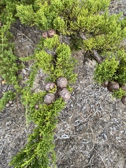 Cupressus macrocarpa