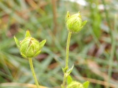 Potentilla grandiflora