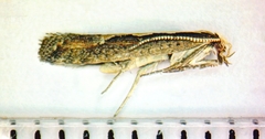 Plutella xylostella