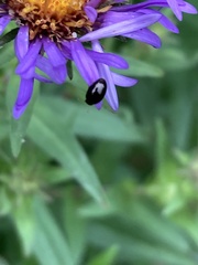 Olibrus