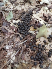 Odocoileus virginianus
