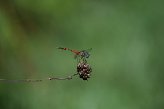 Sympetrum ambiguum
