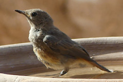 Phoenicurus moussieri