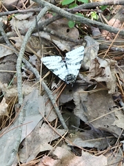 Catocala relicta