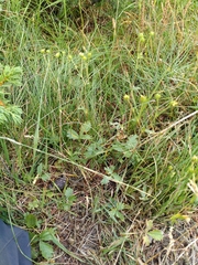 Potentilla grandiflora