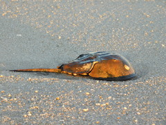 Limulus polyphemus