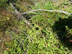 Veronica officinalis