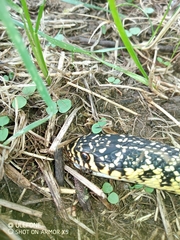 Hierophis viridiflavus