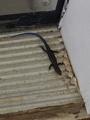 Plestiodon fasciatus