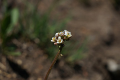 Micranthes occidentalis