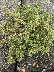 Polypremum procumbens