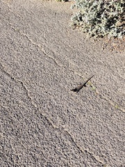 Trachylepis capensis