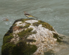 Motacilla cinerea