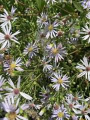 Symphyotrichum laeve