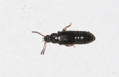 Omaliinae