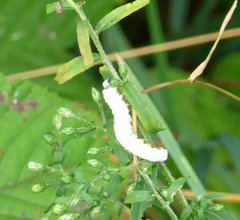 Macremphytus testaceus