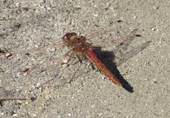Sympetrum corruptum