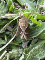 Triodia sylvina