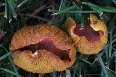 Xerocomellus chrysenteron