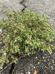 Polypremum procumbens